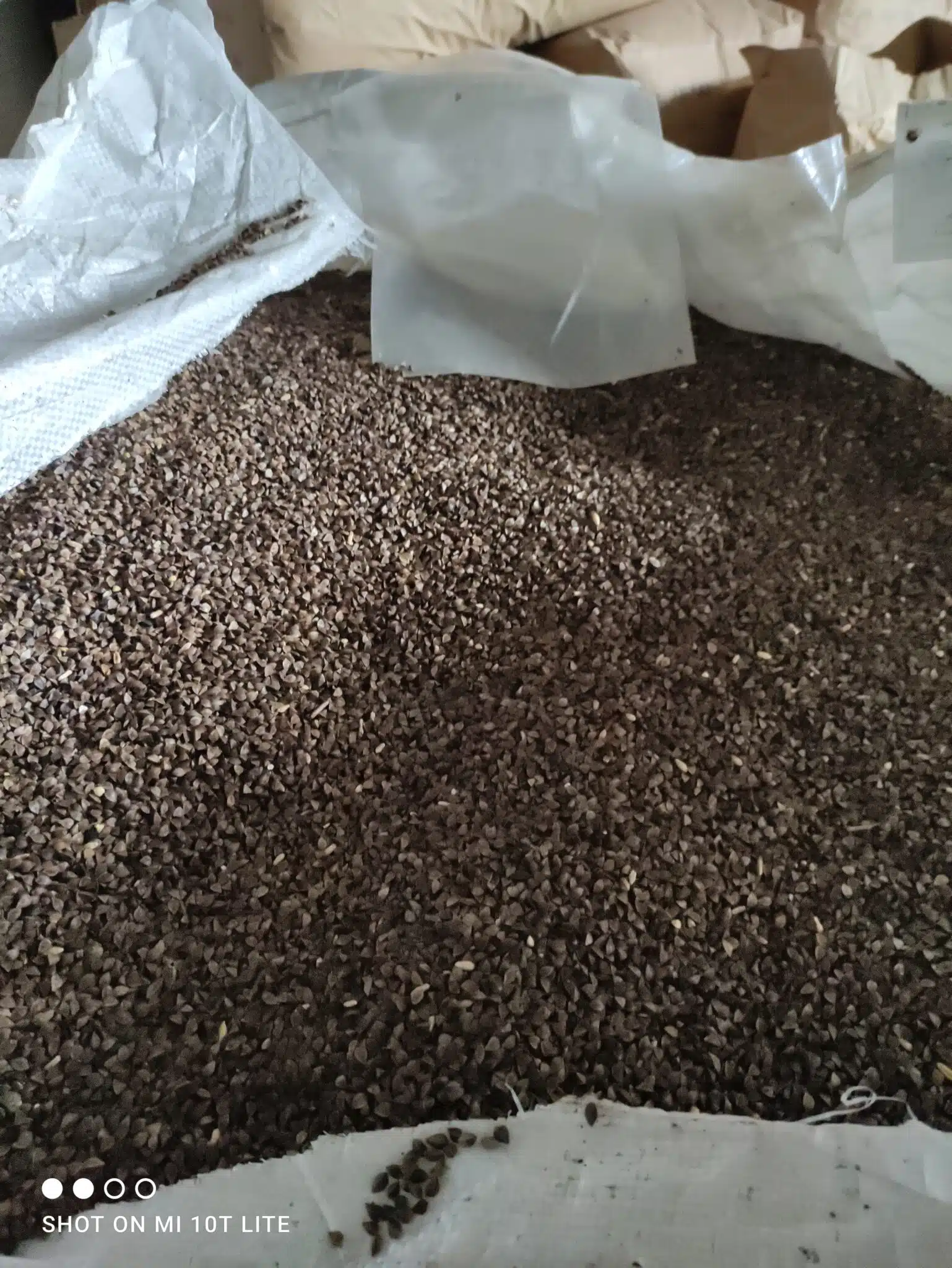Gryka zbiór dwuetapowy z roku 2023 czyszczona